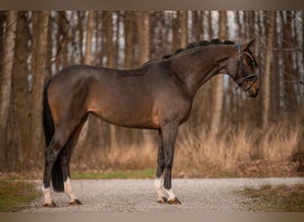 Koń trakeński, Klacz, 4 lat, 165 cm, Ciemnogniada