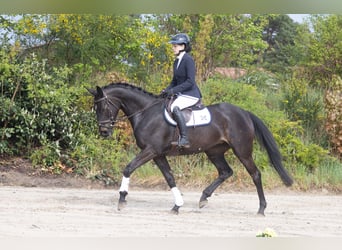 Koń trakeński, Klacz, 4 lat, 165 cm, Ciemnogniada