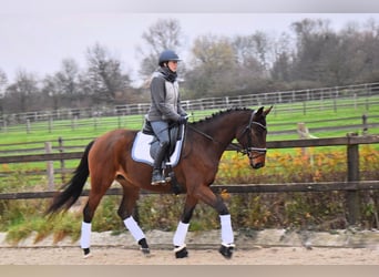 Koń trakeński, Klacz, 4 lat, 165 cm, Gniada