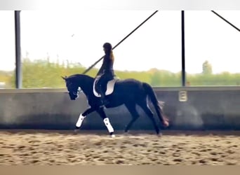 Koń trakeński, Klacz, 4 lat, 165 cm, Kara