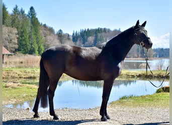 Koń trakeński, Klacz, 4 lat, 165 cm, Kara