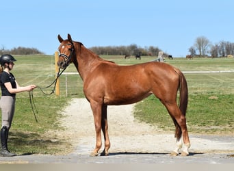 Koń trakeński, Klacz, 4 lat, 165 cm, Kasztanowata