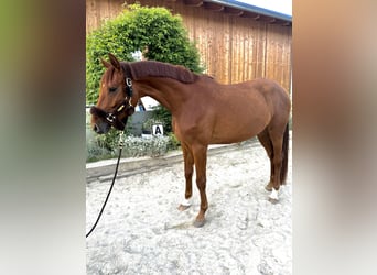 Koń trakeński, Klacz, 4 lat, 165 cm, Kasztanowata