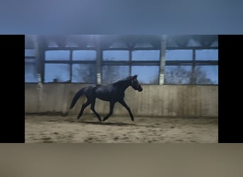 Koń trakeński, Klacz, 4 lat, 166 cm, Kara