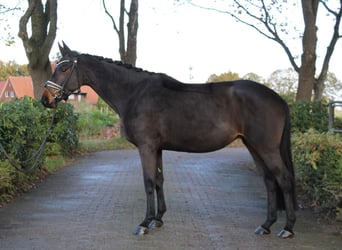 Koń trakeński, Klacz, 4 lat, 167 cm, Gniada