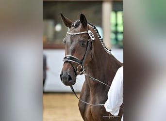 Koń trakeński, Klacz, 4 lat, 168 cm, Ciemnogniada