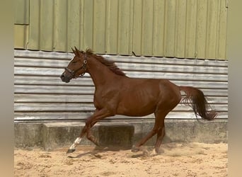 Koń trakeński, Klacz, 4 lat, 168 cm, Kasztanowata