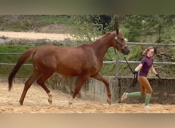 Koń trakeński, Klacz, 4 lat, 168 cm, Kasztanowata