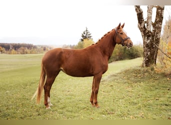 Koń trakeński, Klacz, 4 lat, 168 cm, Kasztanowata