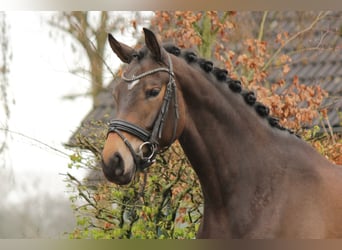 Koń trakeński, Klacz, 4 lat, 169 cm, Ciemnogniada