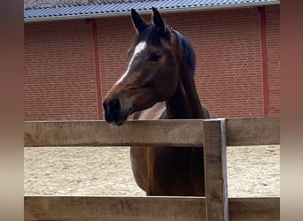 Koń trakeński, Klacz, 4 lat, 169 cm, Gniada