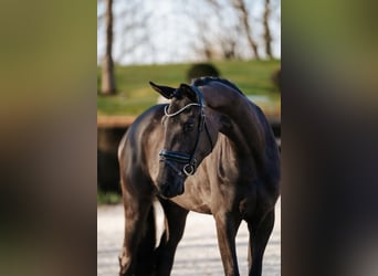 Koń trakeński, Klacz, 4 lat, 169 cm, Kara