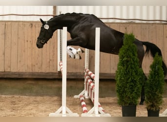 Koń trakeński, Klacz, 4 lat, 169 cm, Kara