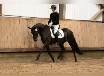 Koń trakeński, Klacz, 4 lat, 169 cm, Kara