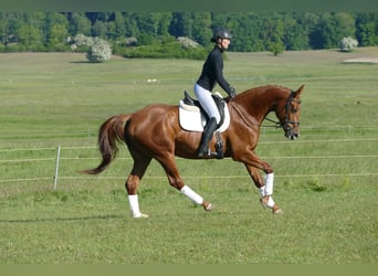 Koń trakeński, Klacz, 4 lat, 169 cm, Kasztanowata