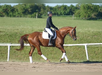 Koń trakeński, Klacz, 4 lat, 169 cm, Kasztanowata