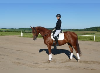 Koń trakeński, Klacz, 4 lat, 169 cm, Kasztanowata