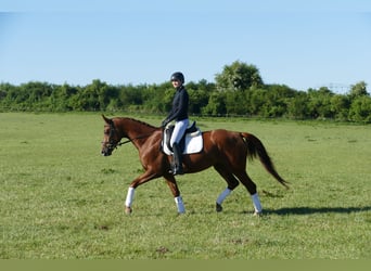 Koń trakeński, Klacz, 4 lat, 169 cm, Kasztanowata
