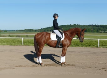 Koń trakeński, Klacz, 4 lat, 169 cm, Kasztanowata