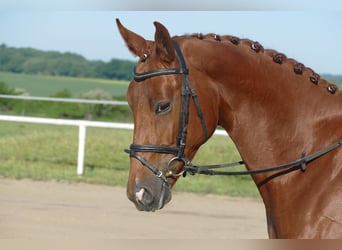 Koń trakeński, Klacz, 4 lat, 169 cm, Kasztanowata