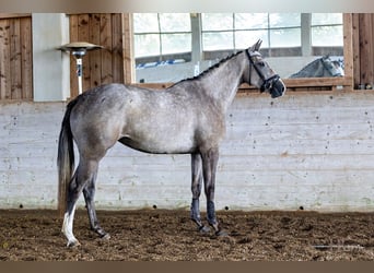 Koń trakeński, Klacz, 4 lat, 169 cm, Siwa