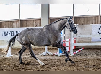 Koń trakeński, Klacz, 4 lat, 169 cm, Siwa