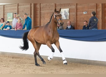 Koń trakeński, Klacz, 4 lat, 171 cm, Gniada