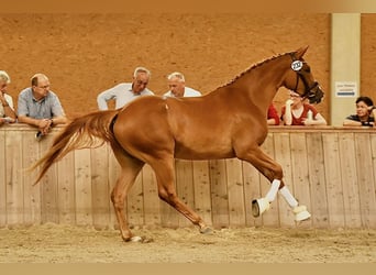 Koń trakeński, Klacz, 4 lat, 171 cm, Kasztanowata