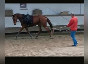 Koń trakeński, Klacz, 4 lat, 173 cm, Kasztanowata