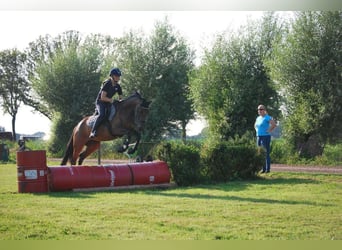 Koń trakeński, Klacz, 5 lat, 155 cm, Gniada