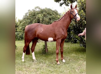 Koń trakeński, Klacz, 5 lat, 156 cm, Ciemnokasztanowata