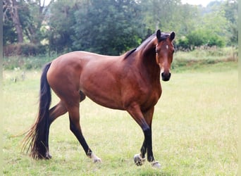 Koń trakeński, Klacz, 5 lat, 160 cm, Gniada