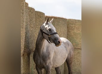Koń trakeński, Klacz, 5 lat, 160 cm, Siwa