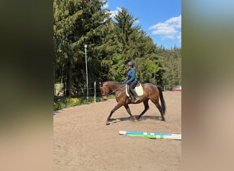 Koń trakeński, Klacz, 5 lat, 161 cm, Gniada