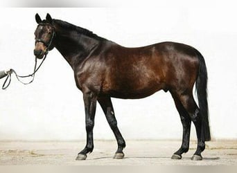 Koń trakeński, Klacz, 5 lat, 161 cm, Gniada