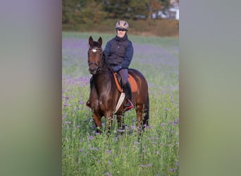 Koń trakeński, Klacz, 5 lat, 163 cm, Gniada