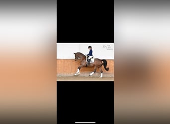 Koń trakeński, Klacz, 5 lat, 163 cm, Gniada