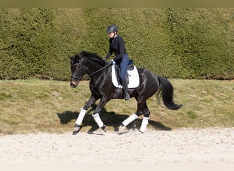Koń trakeński, Klacz, 5 lat, 163 cm, Skarogniada