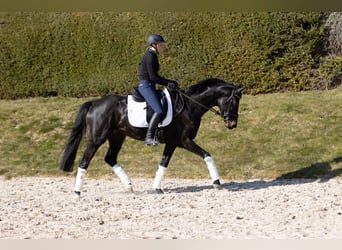 Koń trakeński, Klacz, 5 lat, 163 cm, Skarogniada