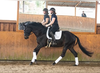 Koń trakeński, Klacz, 5 lat, 164 cm, Ciemnogniada