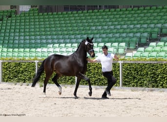 Koń trakeński, Klacz, 5 lat, 164 cm