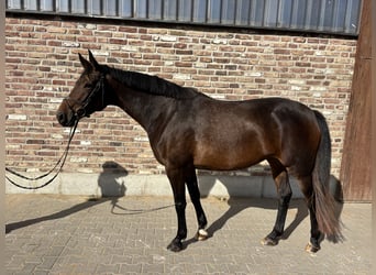 Koń trakeński, Klacz, 5 lat, 165 cm, Ciemnogniada