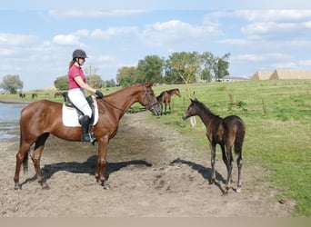 Koń trakeński, Klacz, 5 lat, 165 cm, Ciemnokasztanowata