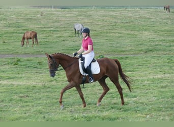 Koń trakeński, Klacz, 5 lat, 165 cm, Ciemnokasztanowata