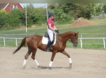 Koń trakeński, Klacz, 5 lat, 165 cm, Ciemnokasztanowata