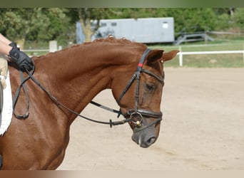 Koń trakeński, Klacz, 5 lat, 165 cm, Ciemnokasztanowata