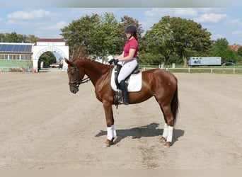 Koń trakeński, Klacz, 5 lat, 165 cm, Ciemnokasztanowata