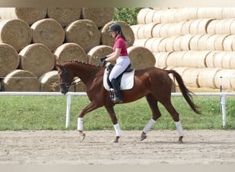 Koń trakeński, Klacz, 5 lat, 165 cm, Ciemnokasztanowata