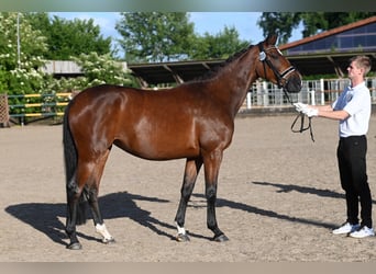 Koń trakeński, Klacz, 5 lat, 165 cm, Gniada