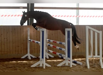 Koń trakeński, Klacz, 5 lat, 165 cm, Gniada